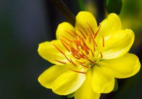 黄花女儿打一最佳生肖，女儿打一生肖是什么生肖的别称？