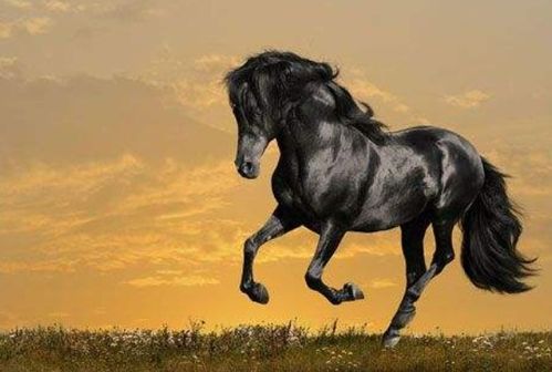 2026年属马11月和12月运势分别具体如何？