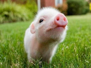 1947年属猪的人住哪一层楼蕞吉利？楼层选择有讲究吗？