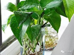 室内植物摆放如何结合李德雄植物风水进行改布局？