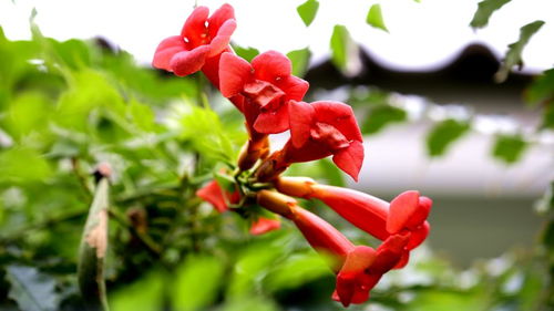 夏季：旺盛生长与高温胁迫并存
