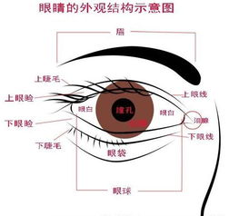 直觉力与印象力之特征