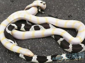 晚上梦见两次蛇，女人梦见两条一样的蛇，这是怎么回事呢？