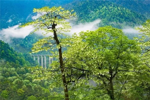 碧洲林场的家庭体验：蘑菇的故事