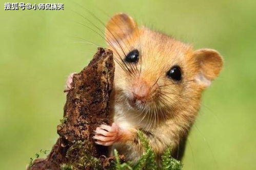 2026年属鼠人1月搬家吉日有哪些？属鼠人适合哪个月搬家？