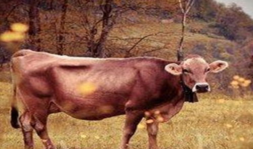 （一）2009年出生之牛男（即11岁土牛）