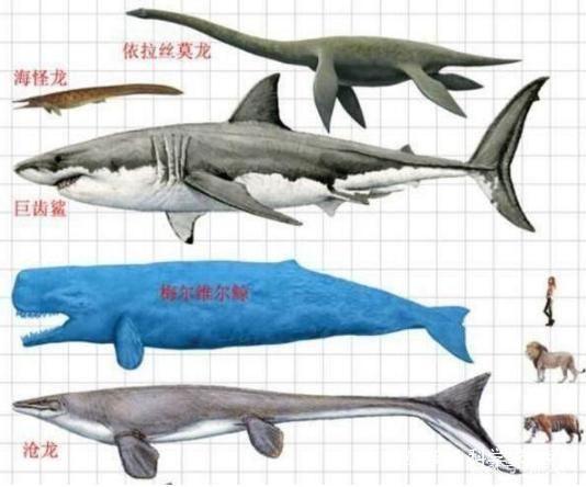 一、 梅尔维尔鲸与巨齿鲨：牙齿锋利度与袭击力的对比