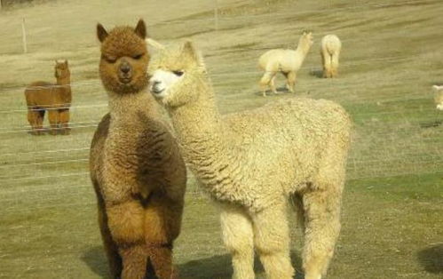 妄下雌黄是哪个生肖？长尾巴的生肖是？