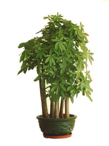 2. 植物生旺法则的应用