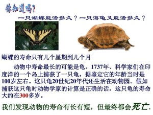 八、 较短暂却极具演化意义的较小型飞行昆虫——蜉蝣
