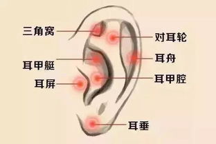 1、 大耳稳重谨慎头脑清醒