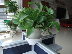 1. 植物种类的甄选标准