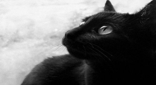 第一节：东方文化底蕴中的黑猫象征意义