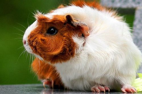 2026年属鼠的天秤座农历六月运势如何？