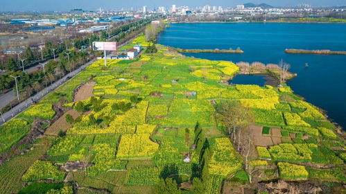 渭水之滨的生肖是哪个？难道不是某个生肖吗？