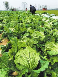 梦见自己割大白菜是什么吉凶预兆？