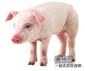 投资项目理财与家居装饰方面的不凡提议