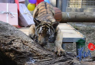 水虎年十二月出生的男宝宝，有哪些好听的取名建议？