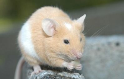 梦见床上有老鼠，这吉凶如何解释呢？