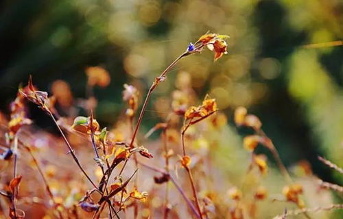 生肖运势在深秋语境下的深度解析