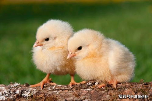 有哪些风水讲究与孵小鸡相关联？