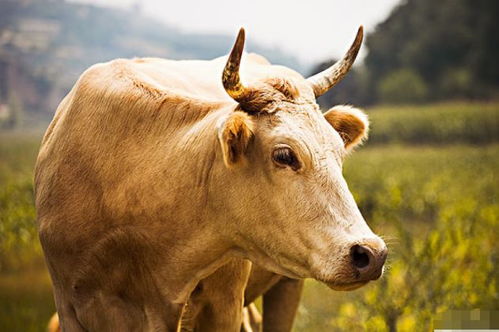 2026年属鼠属牛的吉日有哪些？能否详细列出这些吉日及其具体日期？