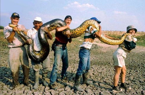 蟒蛇闯入广西农家乐，佛祖在旁，这究竟是怎么回事呢？