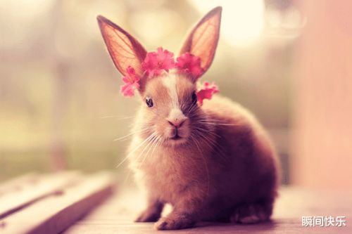 属兔人2026年5月运势详解及每月事业运势分别是什么？