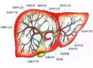 四、 乙型肝炎“较小三阳”携带者之医治策略考量
