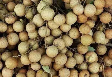 啊啊啊！梦到吃桂圆居然这么牛逼？看完我震惊了！