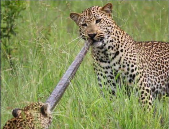 视觉误导与“替罪羊”效应的深层机制