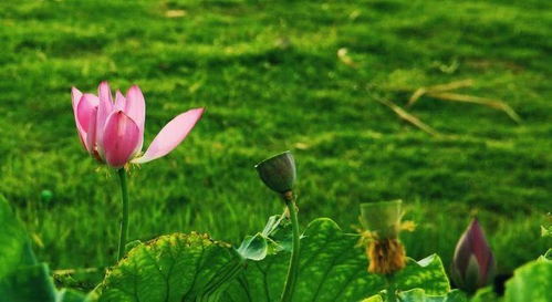 二、 贵人与传递（传）逆转之间的相互映射关系