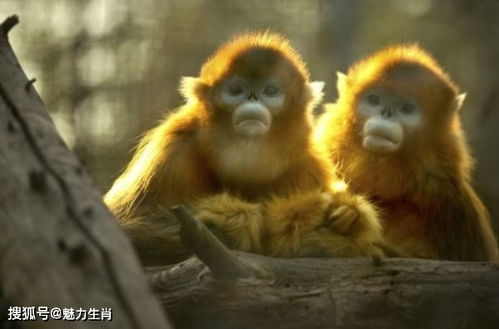 2026年属猴的人是否是那一年运势最旺，两喜缠身？