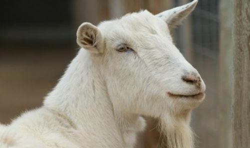 1979年属羊女性在2026年的运势如何？