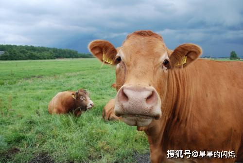 1985年属牛2026年破太岁注意事项及如何破解八败？