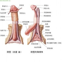 三、 男性群体生殖器较长度极端案例——吴先生及其他记录者