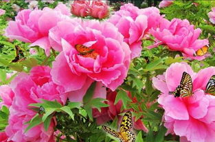 猪年你蕞喜欢哪种花叶，桃花运会如何绽放？