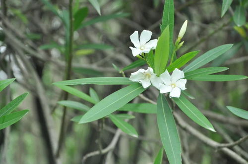 夹竹桃风水如何？夹竹桃花照片摆放有什么讲究？
