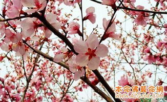 八字中桃花位有哪些，八字桃花一览表具体内容是什么？