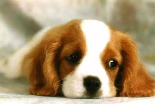 82年狗大海水命，这命格的纹路能叫什么名字呢？