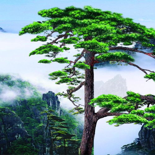 2. 柏木枝干结构对阴阳平衡的作用