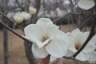 玉兰花的文化底蕴意义