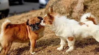 巨蟹女蕞喜欢被亲吻的部位是哪里？