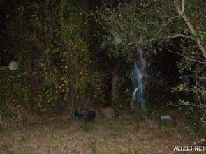 ：幽魂夜泣与丁香花的交织