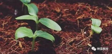 四、 风水视角下的洛神花应用价值