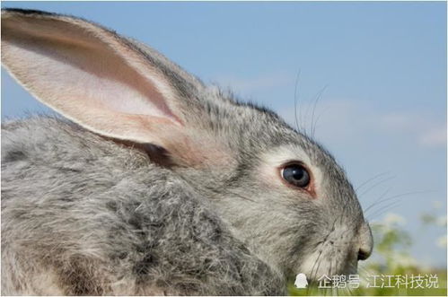 属兔的人与哪些属相最匹配，能否详细列举一下？