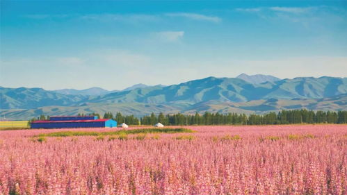 突如其来的暂停：昭苏旅游的紧急叫停