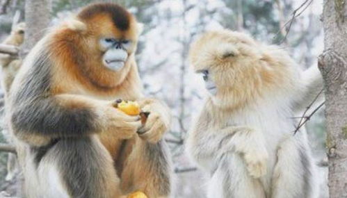 1968年属猴人在2026年应该选择哪种颜色来增添喜庆气氛呢？