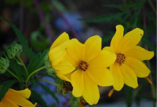 明日黄花指的是哪个生肖？它的意思是什么？