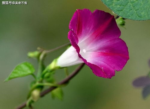 红头生肖指的是什么？雁来红又代表哪个生肖？